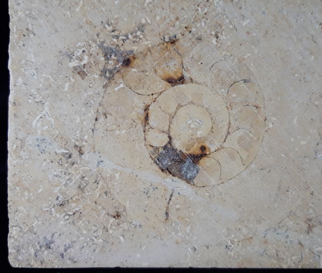Aulacostephanus sp. (SUTNER & POMPECKJ in TORNQUIST 1896) - Bild &copy; FossNet FossilienStore